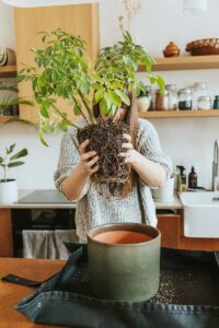 A woman pulling a potted plant out of a planter is like the results you get from a trauma therapist New York