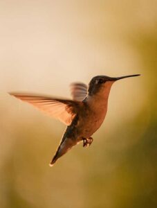 A hummingbird in flight is as free as you feel after new york depression therapy