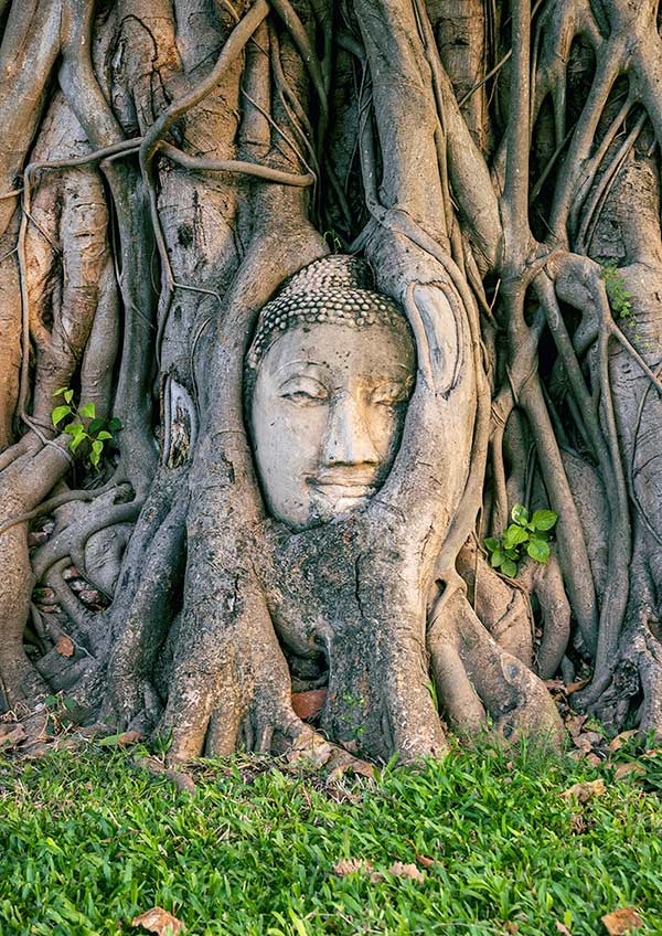 A serene Buddha head partially obscured by the intricate roots of a tree, symbolizing nature's embrace of spirituality that cognitive behavioral therapy will give you