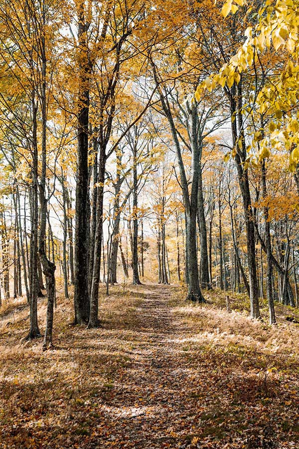 A serene forest path lined with vibrant yellow leaves to cognitive behavioral therapy new york