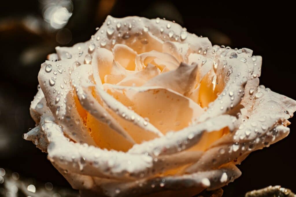 Close-up of a white rose covered in dew drops, representing sensitivity, pressure, and the emotional weight of perfectionism.