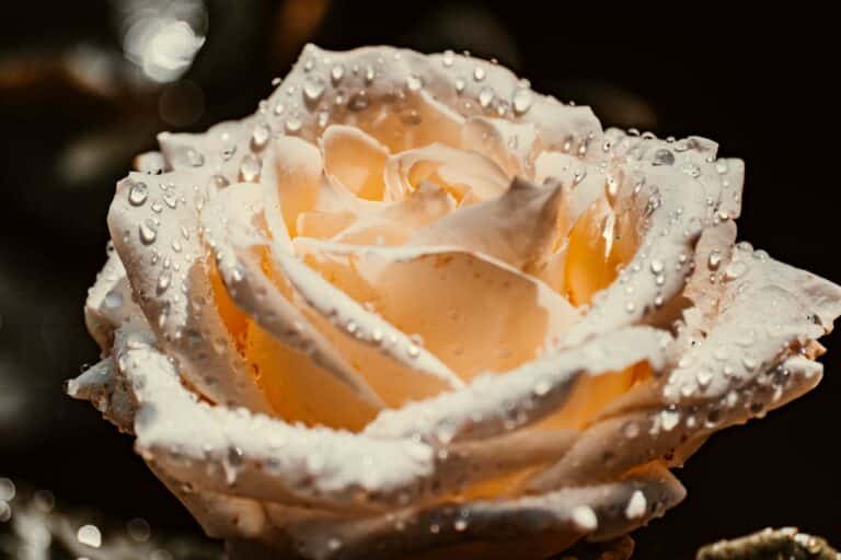 Close-up of a white rose covered in dew drops, representing sensitivity, pressure, and the emotional weight of perfectionism.