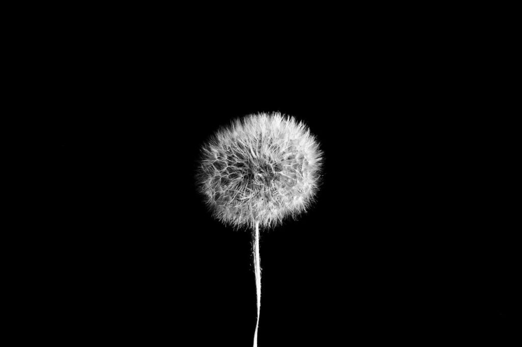Dandelion against a black background representing the fragility and hidden impact of complex trauma.