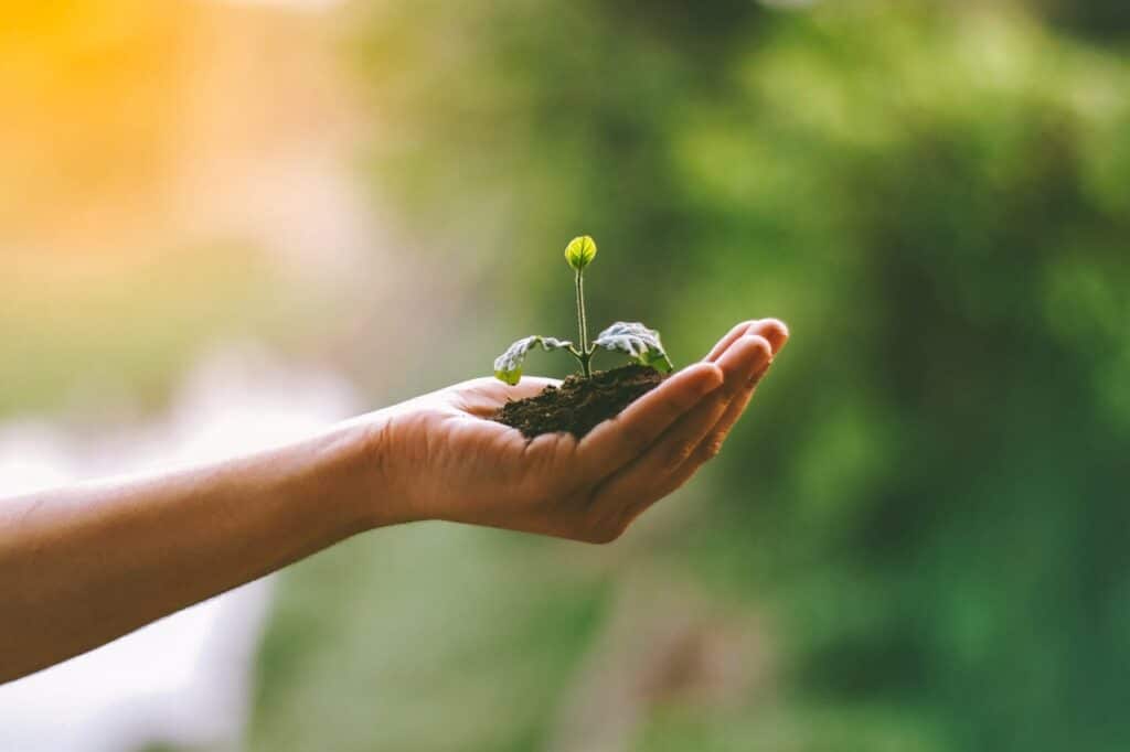 Hand holding a small green sprout symbolizing healing and emotional growth during trauma-focused CBT therapy