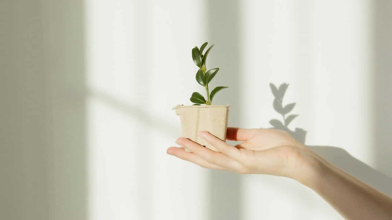 Person holding a young plant in a small pot representing recovery and resilience through Trauma-Focused CBT