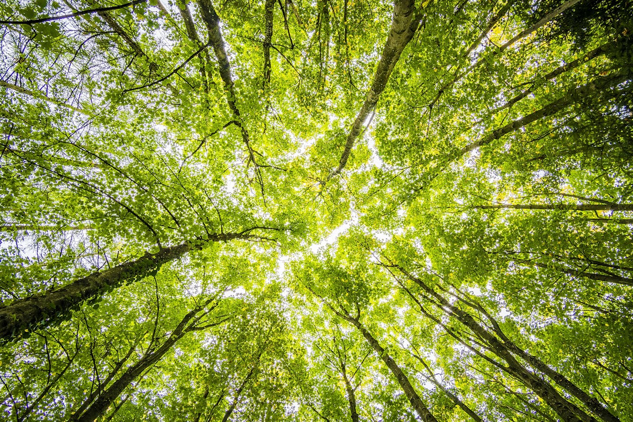 Sunlight through green forest canopy symbolizing calm thinking and cognitive behavioral therapy for anxiety in NYC