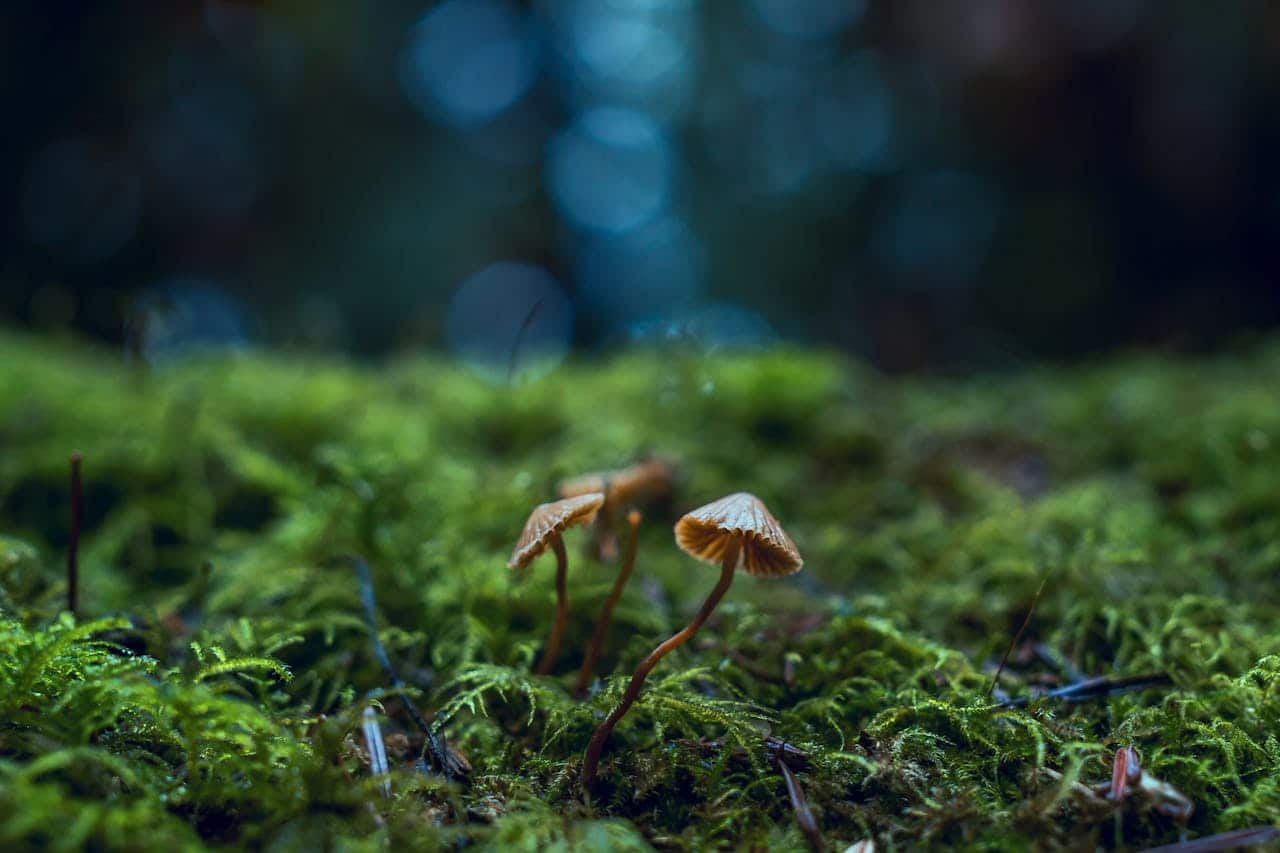 Small mushrooms growing in moss representing gradual progress and grounding skills in cognitive behavioral therapy for anxiety