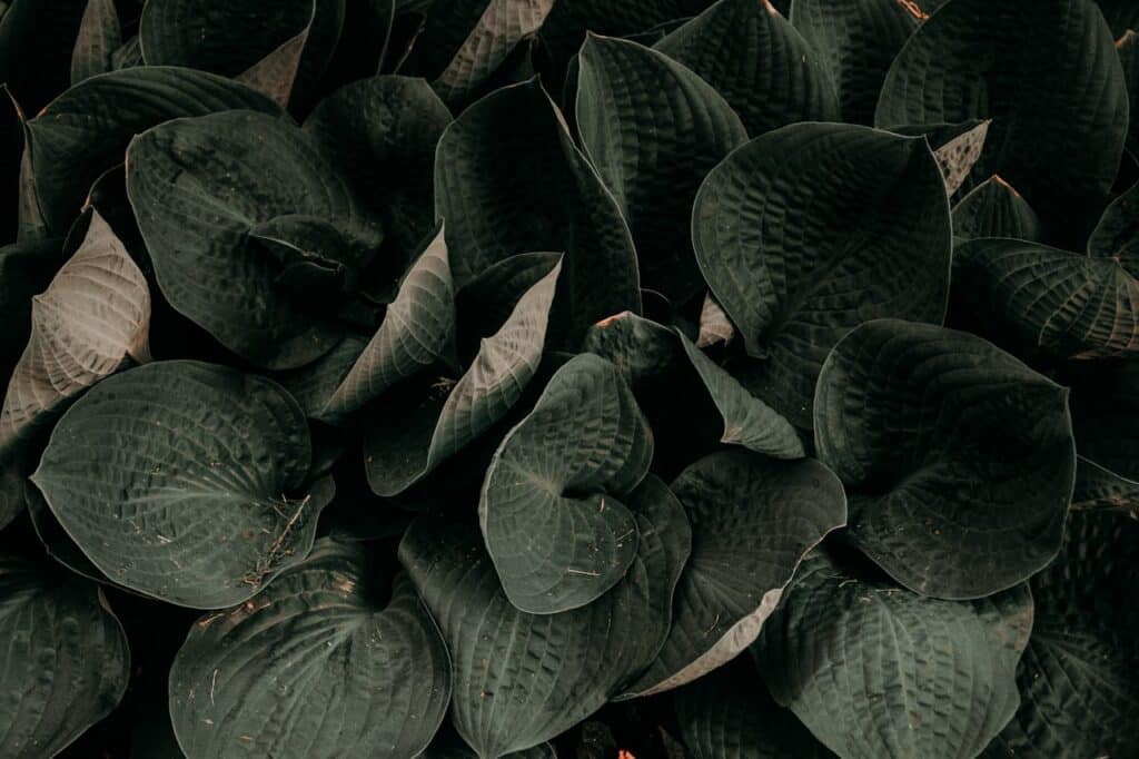 Moody dark green leaves representing calm, grounding, and emotional balance in therapy for depression