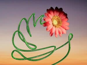 A pink gerbera daisy with an abstract, looping green glass stem against a sunset gradient background.