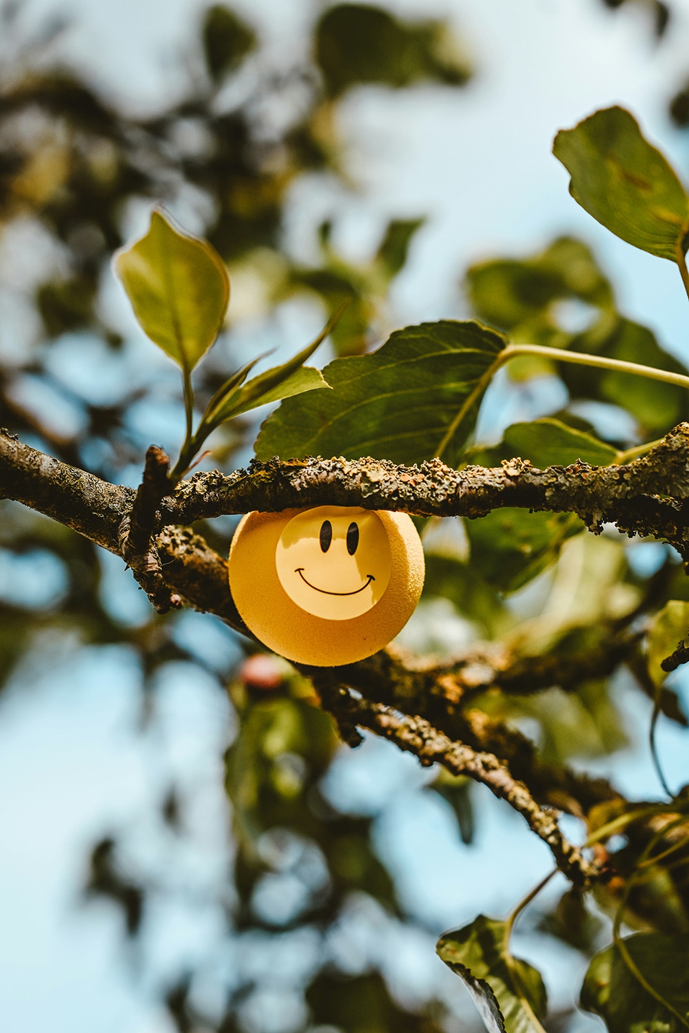 A yellow smiley face ball tucked into the branch of a tree with green leaves against a soft blue sky.