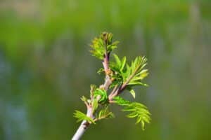 Brown and green plant in tilt shift lens.