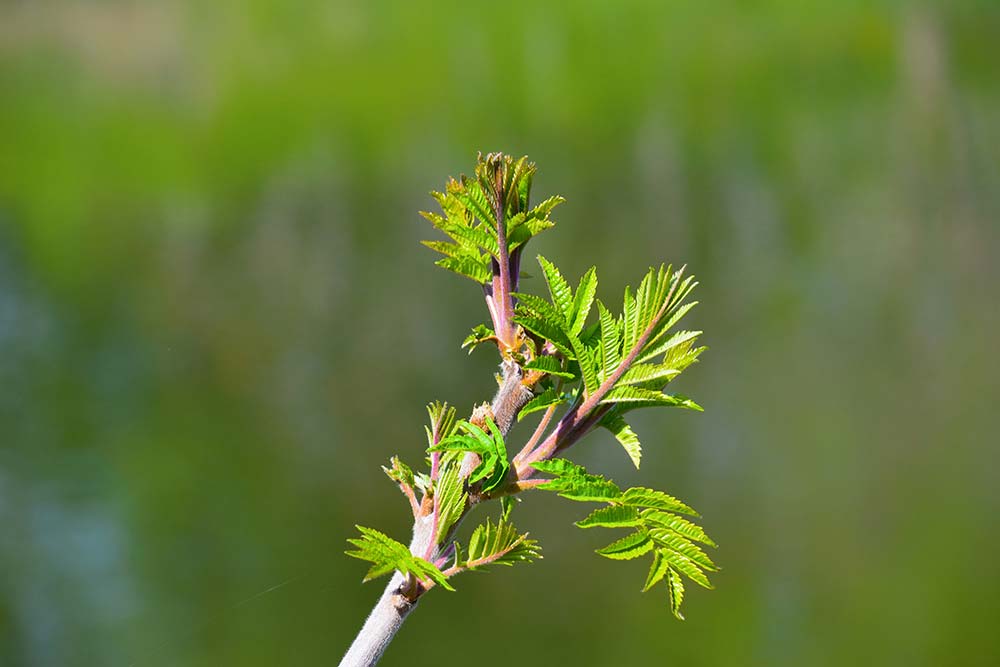 Brown and green plant in tilt shift lens.